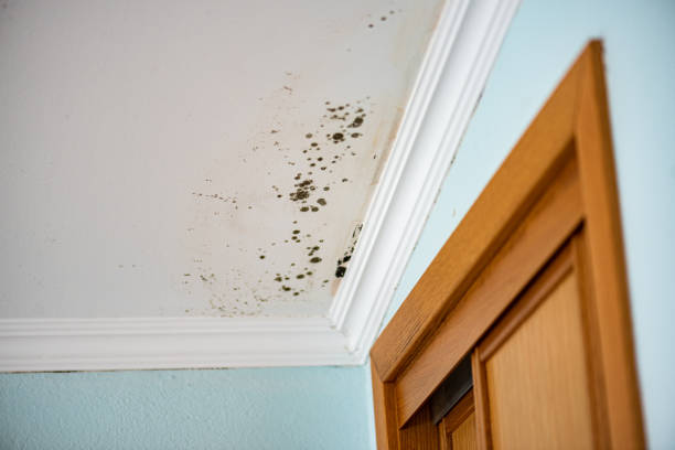 Best Emergency Mold Removal  in Clifton, CO