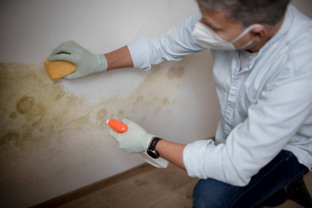 Certified Mold Removal in Clifton, CO