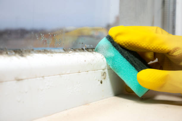 Best Professional Mold Removal  in Clifton, CO