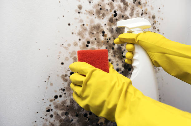 Best Best Mold Removal Companies  in Clifton, CO