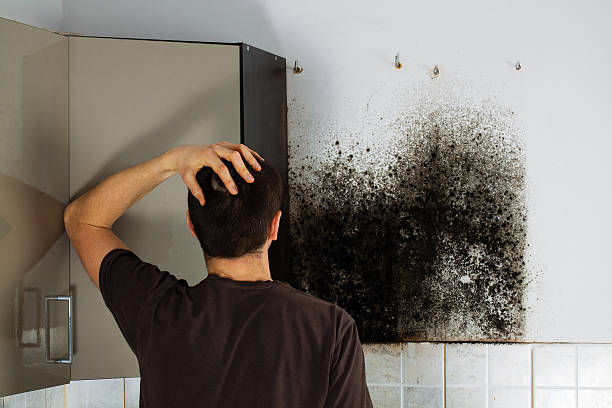 Best Black Mold Removal  in Clifton, CO